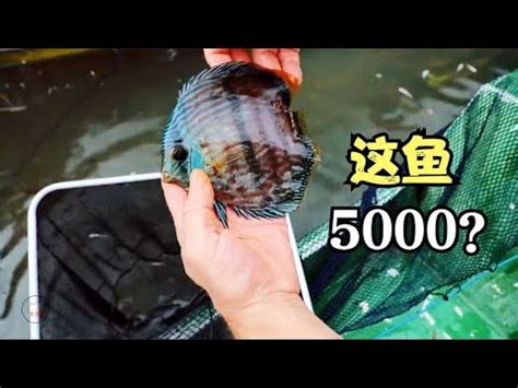 蜜蜂 風水 盤麗魚